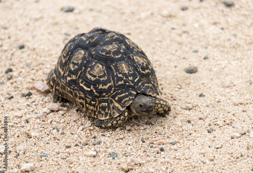 A Tortoise Land Turtle