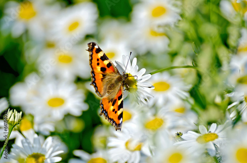 Butterfly orange on a white flower © kostrez