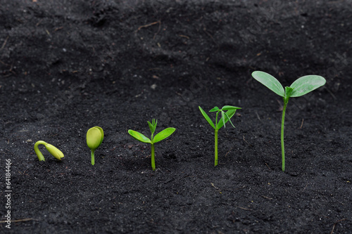 Canvas Print Sequence of seed germination on soil, evolution concept