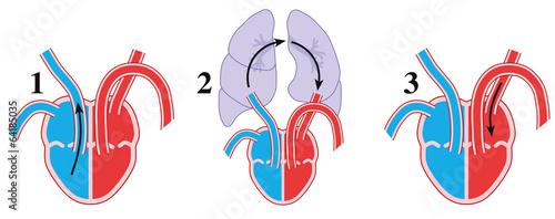 Pulmonary circulation Text photo