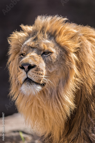 Fototapeta Naklejka Na Ścianę i Meble -  African Lion