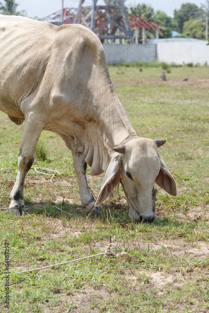 Thai cows in field at thailand Thai cows in field at thailand