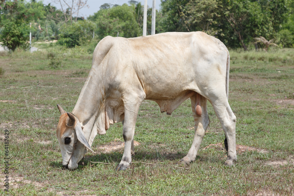 Thai cows in field at thailand Thai cows in field at thailand