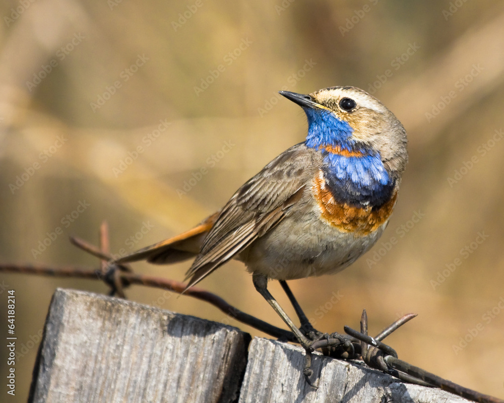 Fototapeta premium Bluethroat sits on the fence