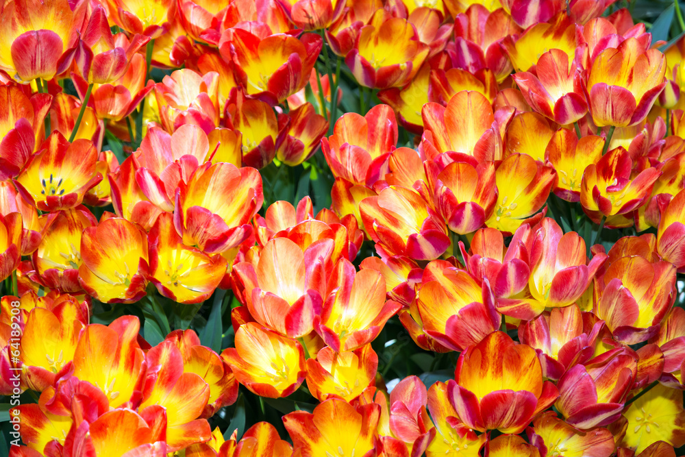 Tulipani tardivi gialli e rossi - Darwin Tulipani tardivi gialli e rossi - Darwin
