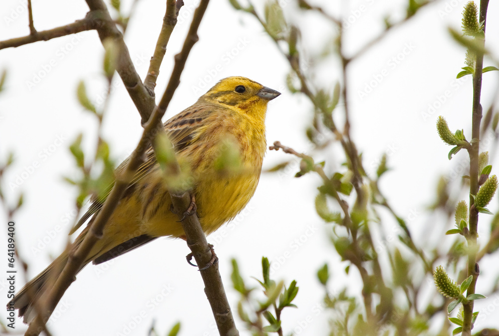 Obraz premium Yellowhammer on the branch