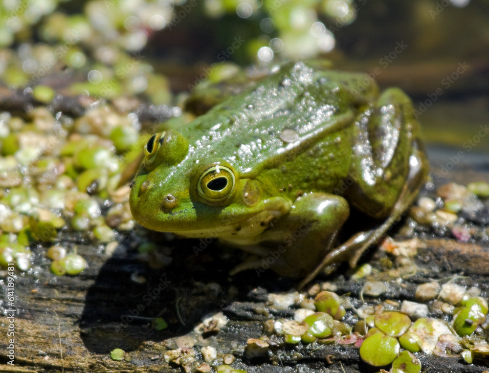 Fototapeta premium Green frog 