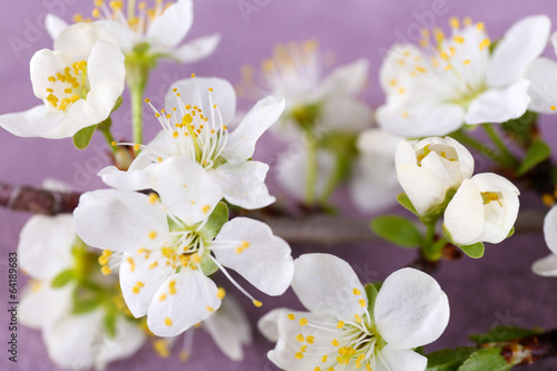 Blooming tree branch with white flowers on wooden background
