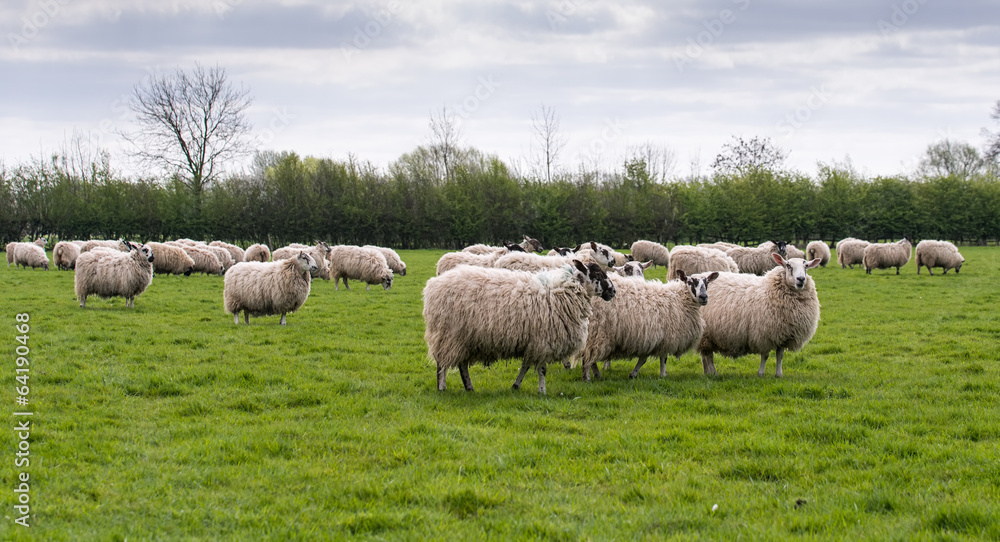 Naklejka premium flock of sheep in meadow