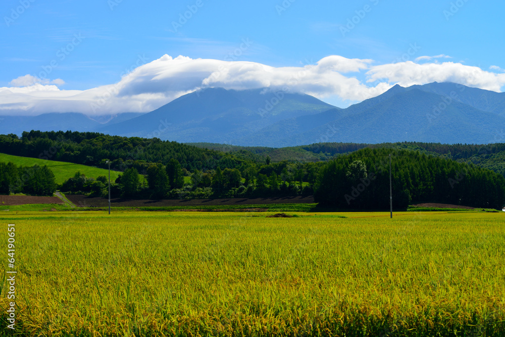 Fototapeta premium 稲穂