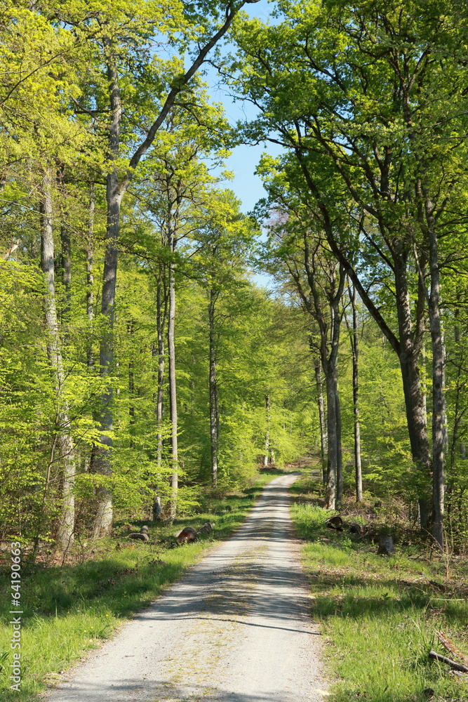 Obraz premium Waldweg im Schönbuch (Wald) im Frühjahr
