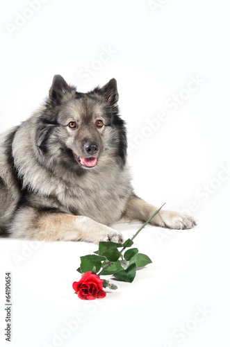  Hund mit Rose lustig