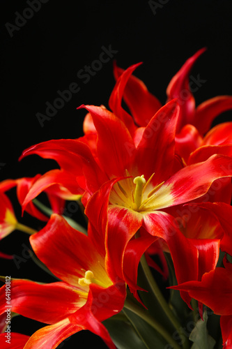 Fototapeta Naklejka Na Ścianę i Meble -  Beautiful red tulips on black background