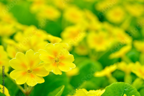 Fototapeta Naklejka Na Ścianę i Meble -  黄色いプリムラ