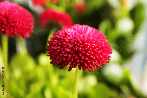 Fototapeta Naklejka Na Ścianę i Meble -  Beautiful marguerite flowers, outdoors