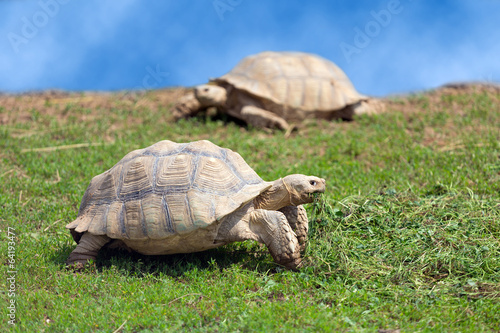Two large tortoises