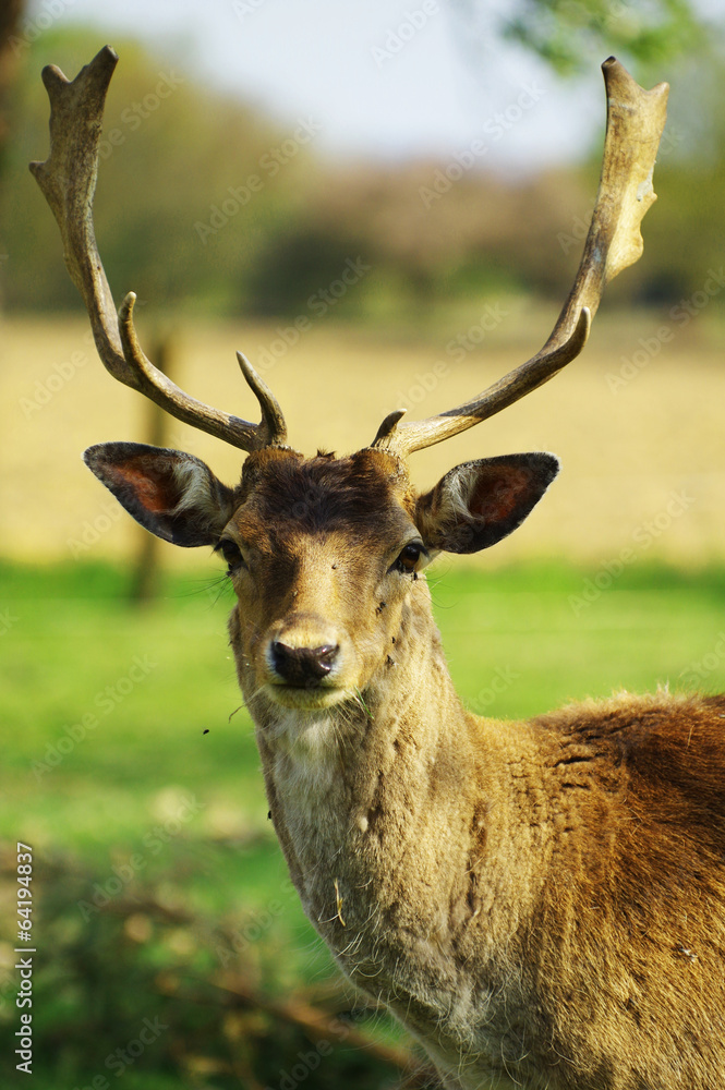 Fototapeta premium fallow deer portrait 2