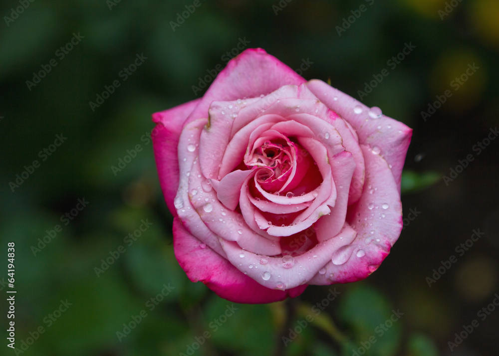 Rose mit Wassertropfen 3 Rose mit Wassertropfen 3