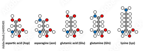 Aspartic acid, asparagine, glutamic acid, glutamine and lysine photo