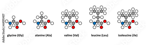 Glycine, alanine, valine, leucine and isoleucine amino acids. photo