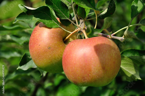 Two red apples on the branch