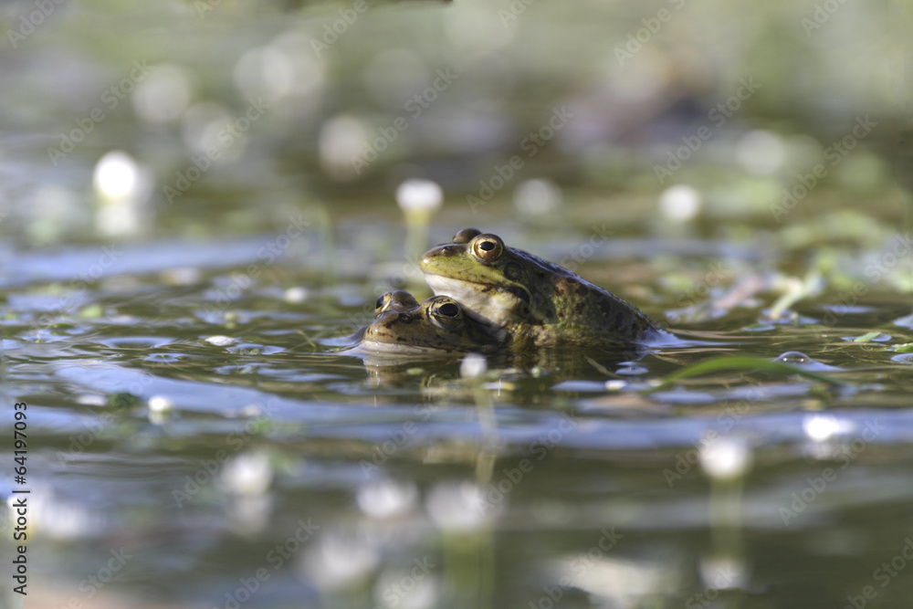 Mating frogs in spring pond Mating frogs in spring pond