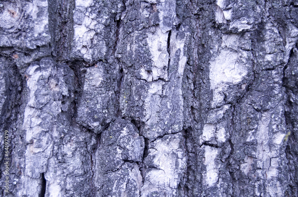 the bark from a tree the bark from a tree