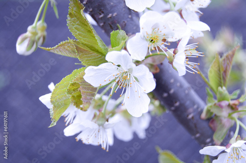 white flowers on the trees photo