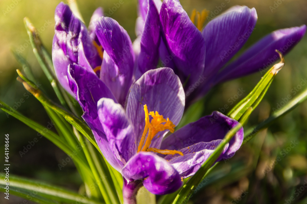 Crocus vernus