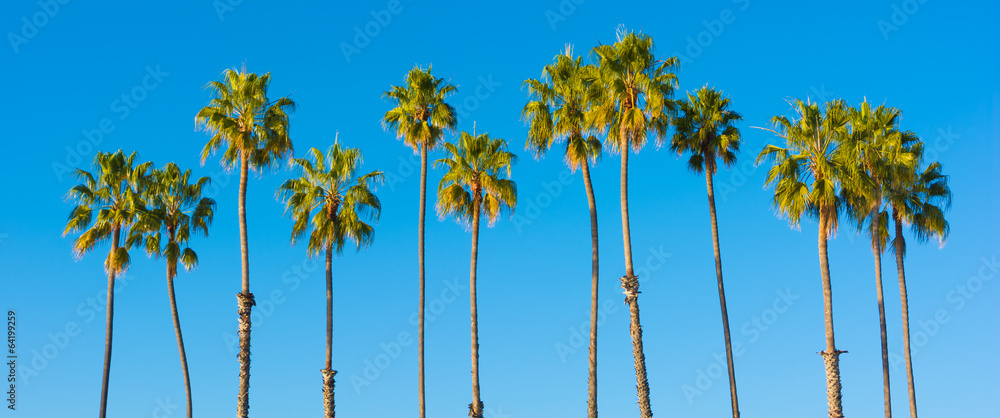 Obraz premium Rząd drzew palmowych na niebieskim tle nieba