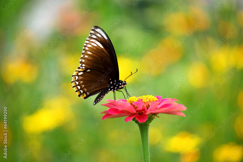 butterfly is sucking nectar from  flowers  pink  flower