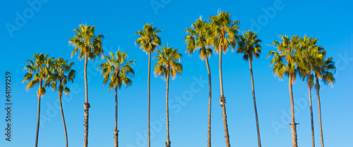 A row of palm trees with a sky blue background