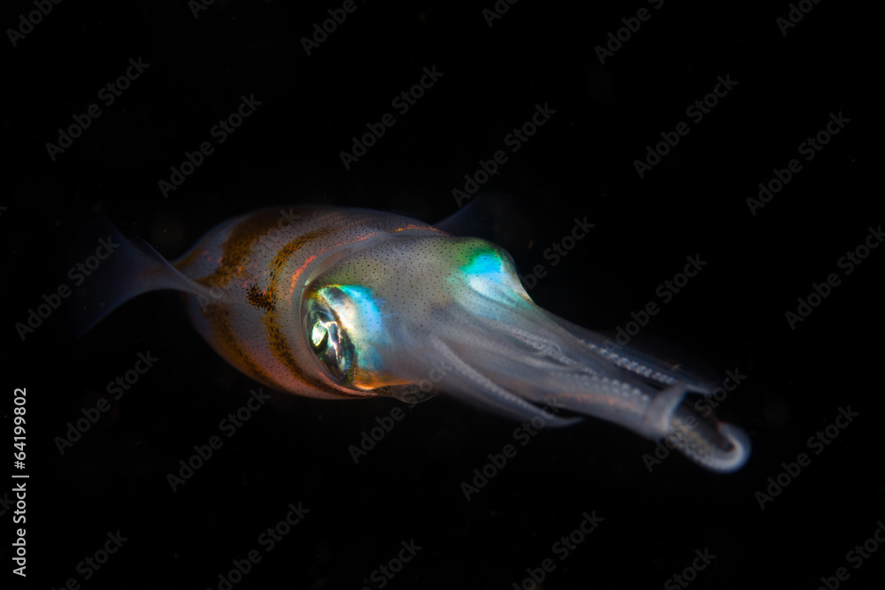 Naklejka premium Reef Squid