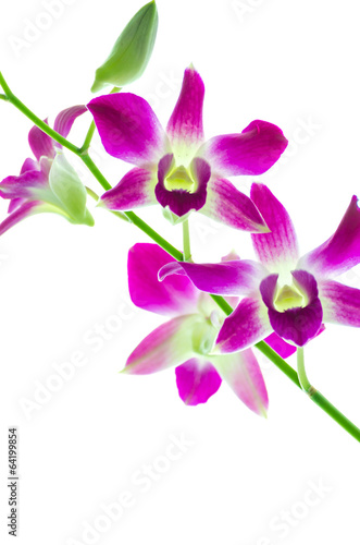 Orchind isolated white background