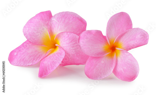 colorful plumeria flower isolated on white