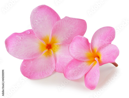 colorful plumeria flower isolated on white