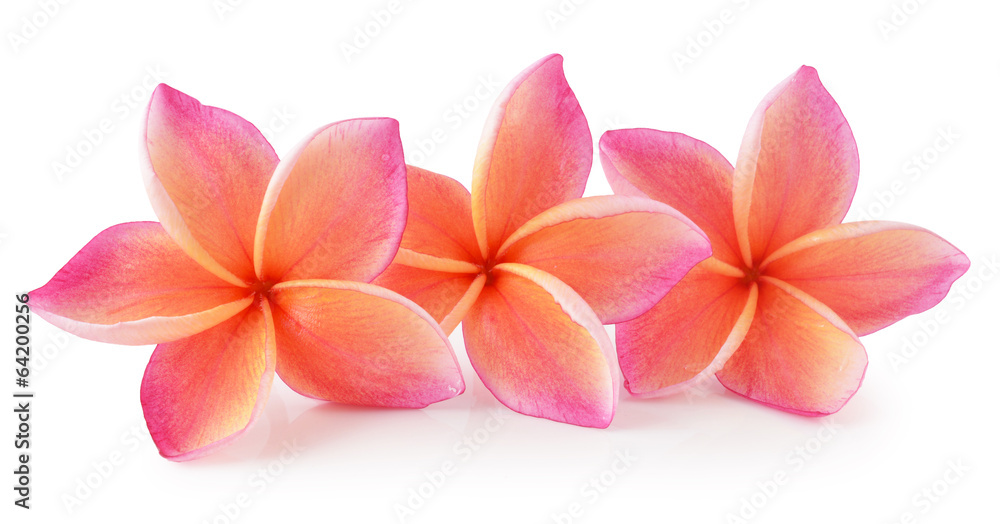 Fototapeta premium colorful plumeria flower isolated on white