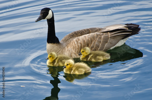 Goslings Staying Close to Mom