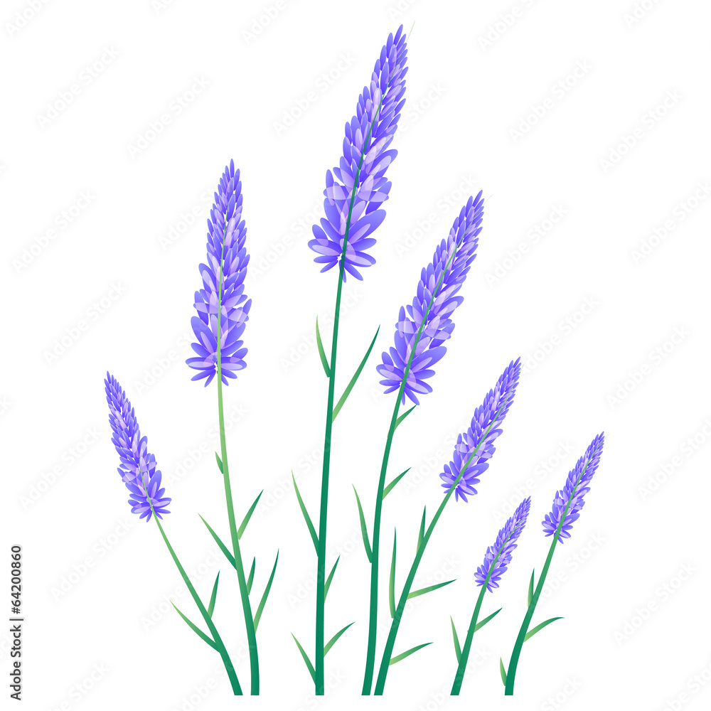 Naklejka premium ラベンダー ハーブ 花