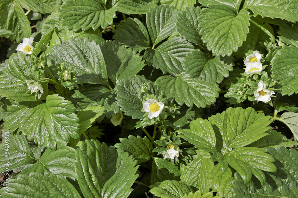 Growing strawberries. Growing strawberries.