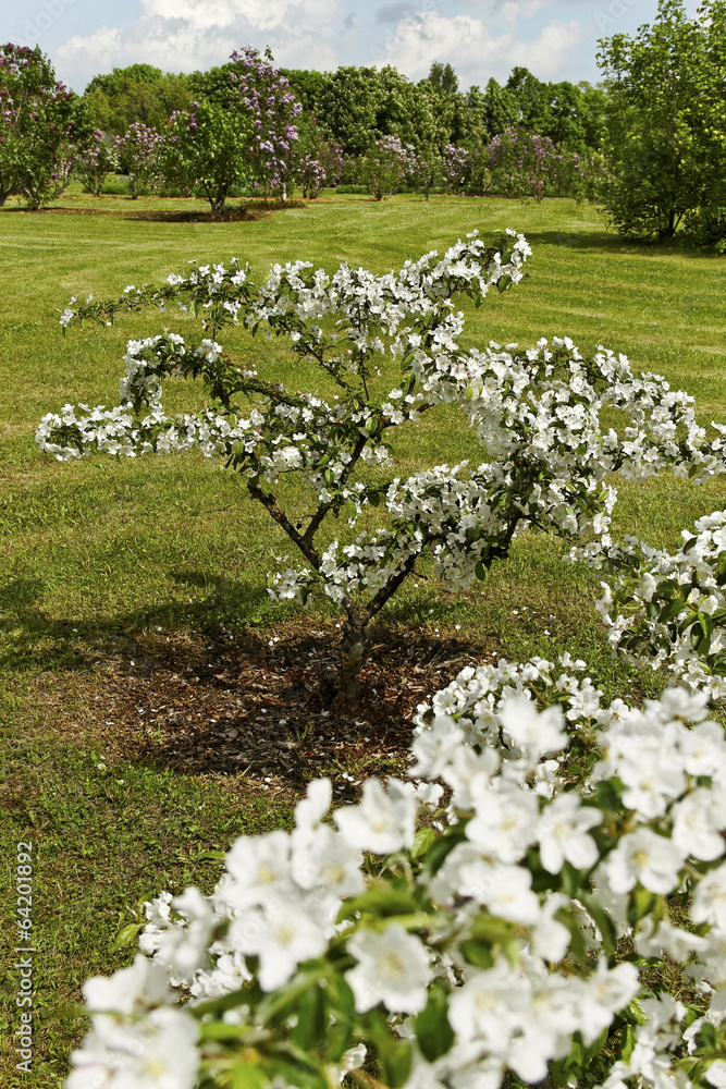 Naklejka premium Blossom apple tree.