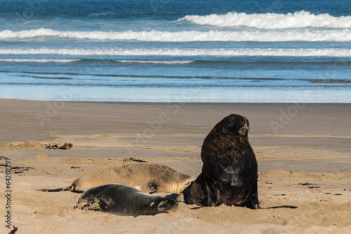 colony of Hooker's sea lions resting on beach