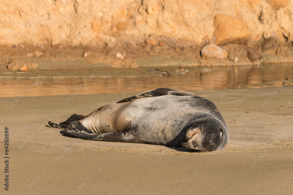 Fototapeta premium sea lion basking on sandy beach