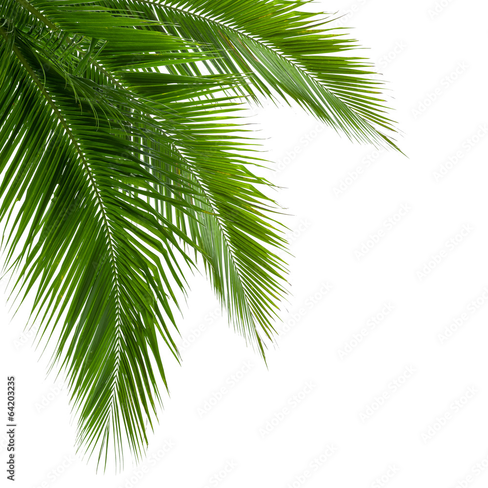 Leaves of coconut tree isolated on white background, clipping pa