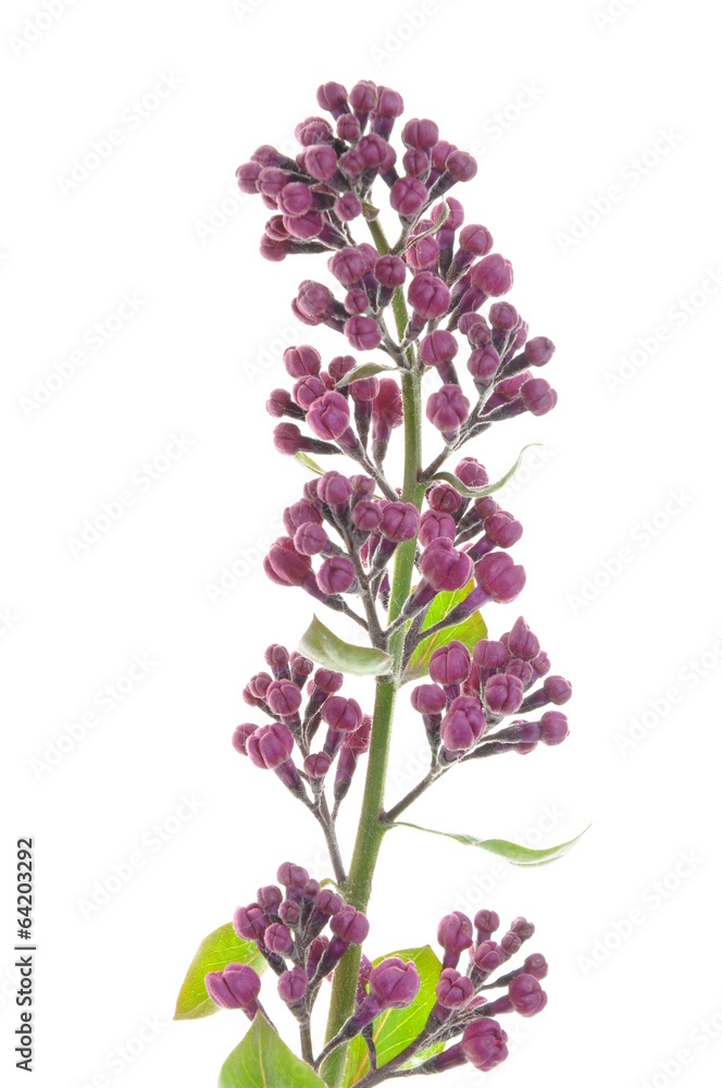 Fototapeta premium Lilac flower head isolated on white background