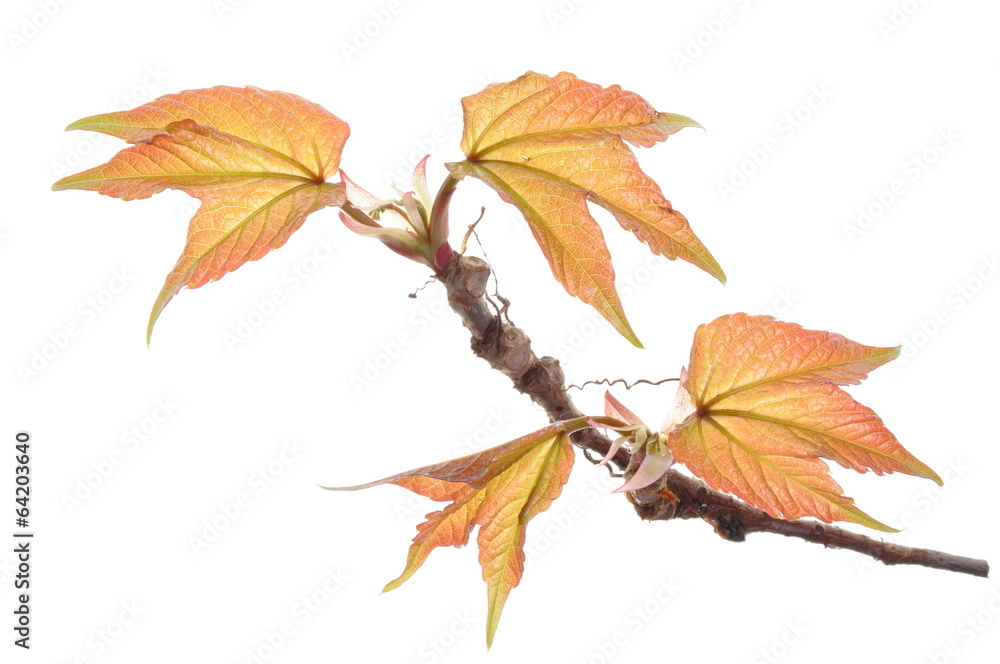 Creeper vine twig isolated on white background Creeper vine twig isolated on white background