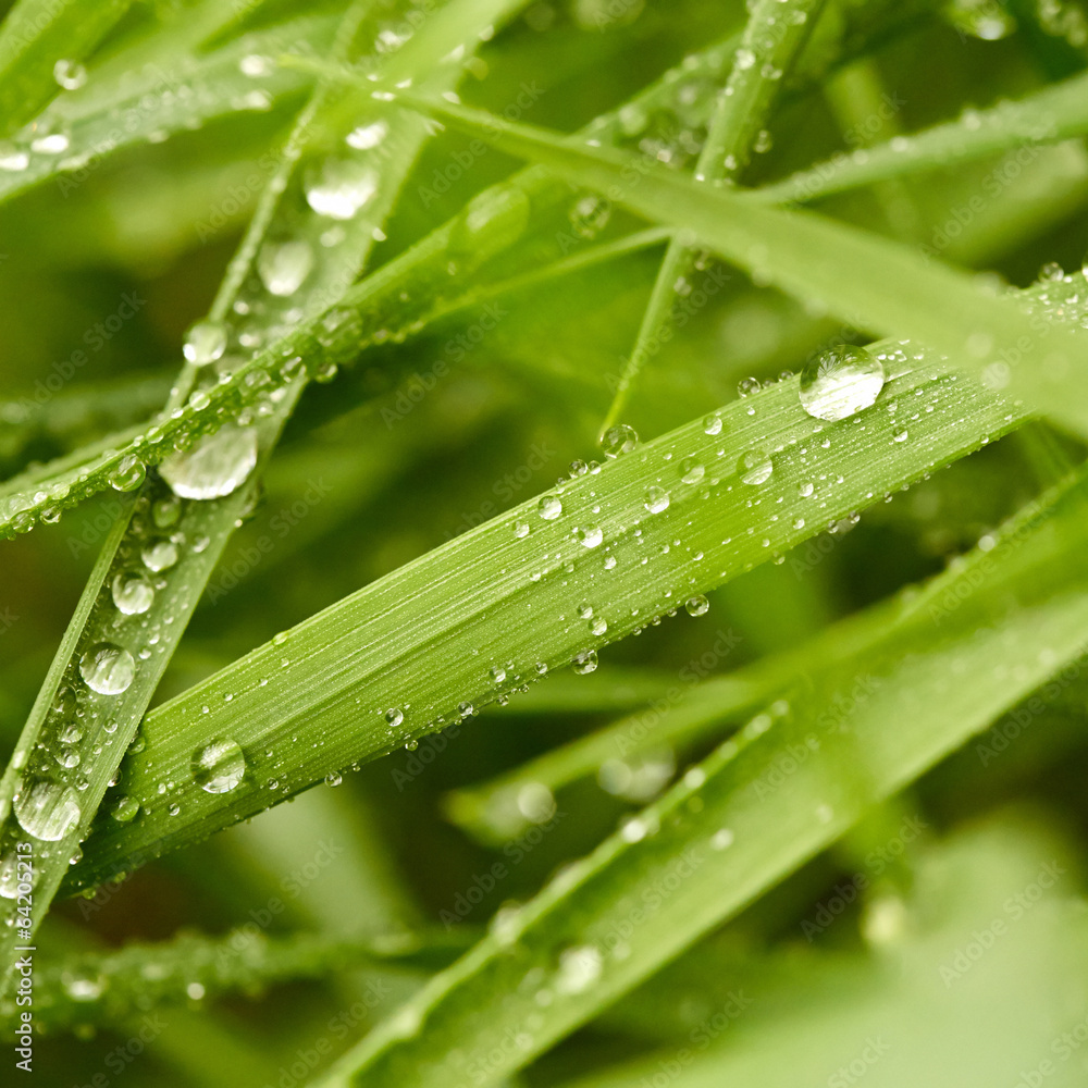 Green grass background Green grass background