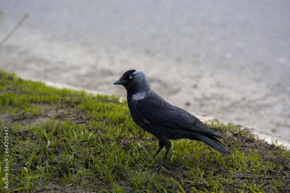Jackdaw Jackdaw