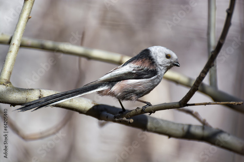 Long-tailed Tit photo