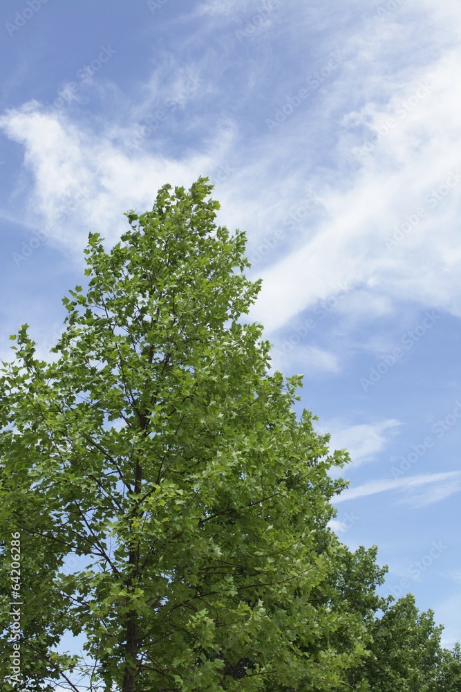 Obraz premium ユリの木